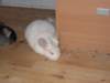 Photo Number 5