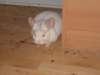 Photo Number 8