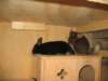 Photo Number 4