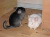 Photo Number 11