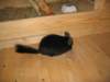 Photo Number 5