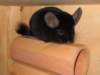 Photo Number 9